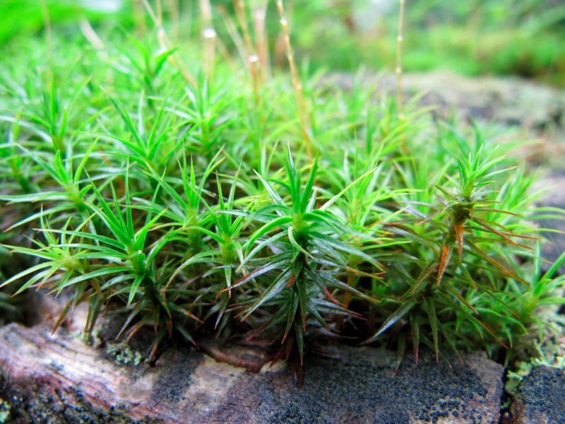 Macro Moss