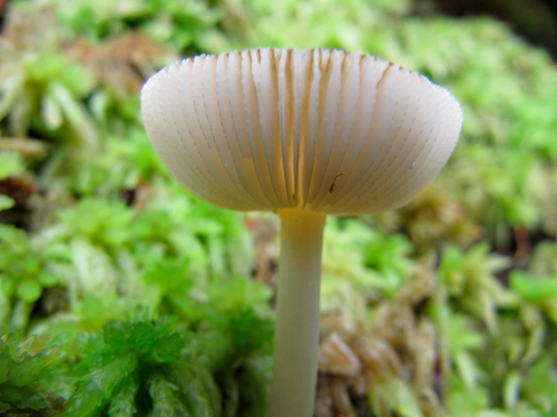 Mushrooms On The Alum Cave Trail - 1