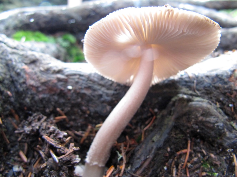 Mushrooms On The Alum Cave Trail - 2