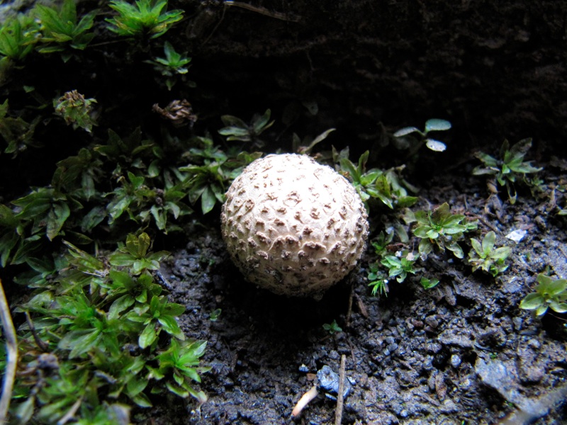 Mushrooms On The Alum Cave Trail - 3