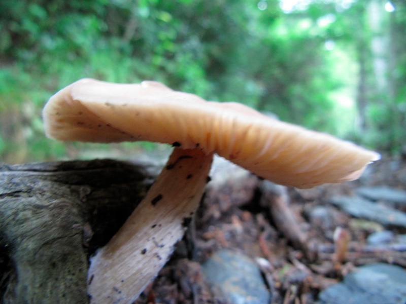 Mushrooms On The Alum Cave Trail - 4