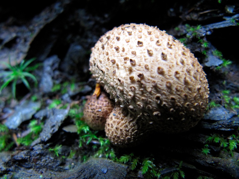 Triple Mushroom On The Alum Cave Trail