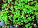 thumbnail of "Close Up Moss"