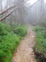 thumbnail of "Foggy Alum Cave Trail - 11"