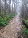 thumbnail of "Foggy Alum Cave Trail - 12"