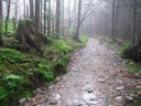 thumbnail of "Foggy Alum Cave Trail - 13"
