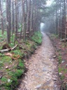 thumbnail of "Foggy Alum Cave Trail - 14"