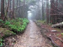 Thumbnail of Image- Foggy Alum Cave Trail - 15