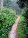 thumbnail of "Foggy Alum Cave Trail - 20"