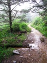 thumbnail of "Foggy Alum Cave Trail - 23"