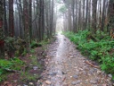 thumbnail of "Foggy Alum Cave Trail - 31"