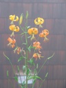 thumbnail of "Foggy Flowers"