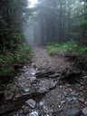 thumbnail of "Foggy Trail Back From Myrtle Point - 2"