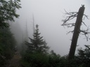 thumbnail of "Foggy Trail & Trees"