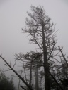 Thumbnail of Image- Foggy Trees Near Cliff Top