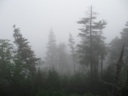 thumbnail of "Foggy Trees Off The Alum Cave Trail - 1"