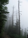 thumbnail of "Foggy Trees Off The Alum Cave Trail - 2"