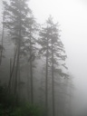 thumbnail of "Foggy Trees Off The Alum Cave Trail - 4"