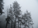 thumbnail of "Foggy Trees Off The Alum Cave Trail - 5"