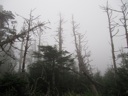 thumbnail of "Foggy Trees - 1"