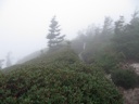 thumbnail of "Foggy Trees - 2"