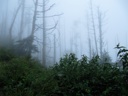 thumbnail of "Foggy View From The Myrtle Point Trail"