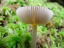 thumbnail of "Mushrooms On The Alum Cave Trail - 1"