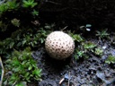 thumbnail of "Mushrooms On The Alum Cave Trail - 3"