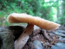 thumbnail of "Mushrooms On The Alum Cave Trail - 4"