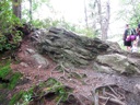 thumbnail of "Rooted Corner"