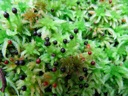 thumbnail of "Round Black Moss Things"