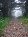 thumbnail of "Trail Back From Myrtle Point - 6"