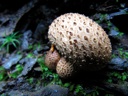 thumbnail of "Triple Mushroom On The Alum Cave Trail"