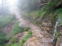 thumbnail of "Wet, Misty Trail"