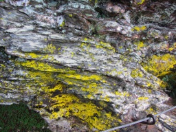 thumbnail of "Bright Yellow Moss"