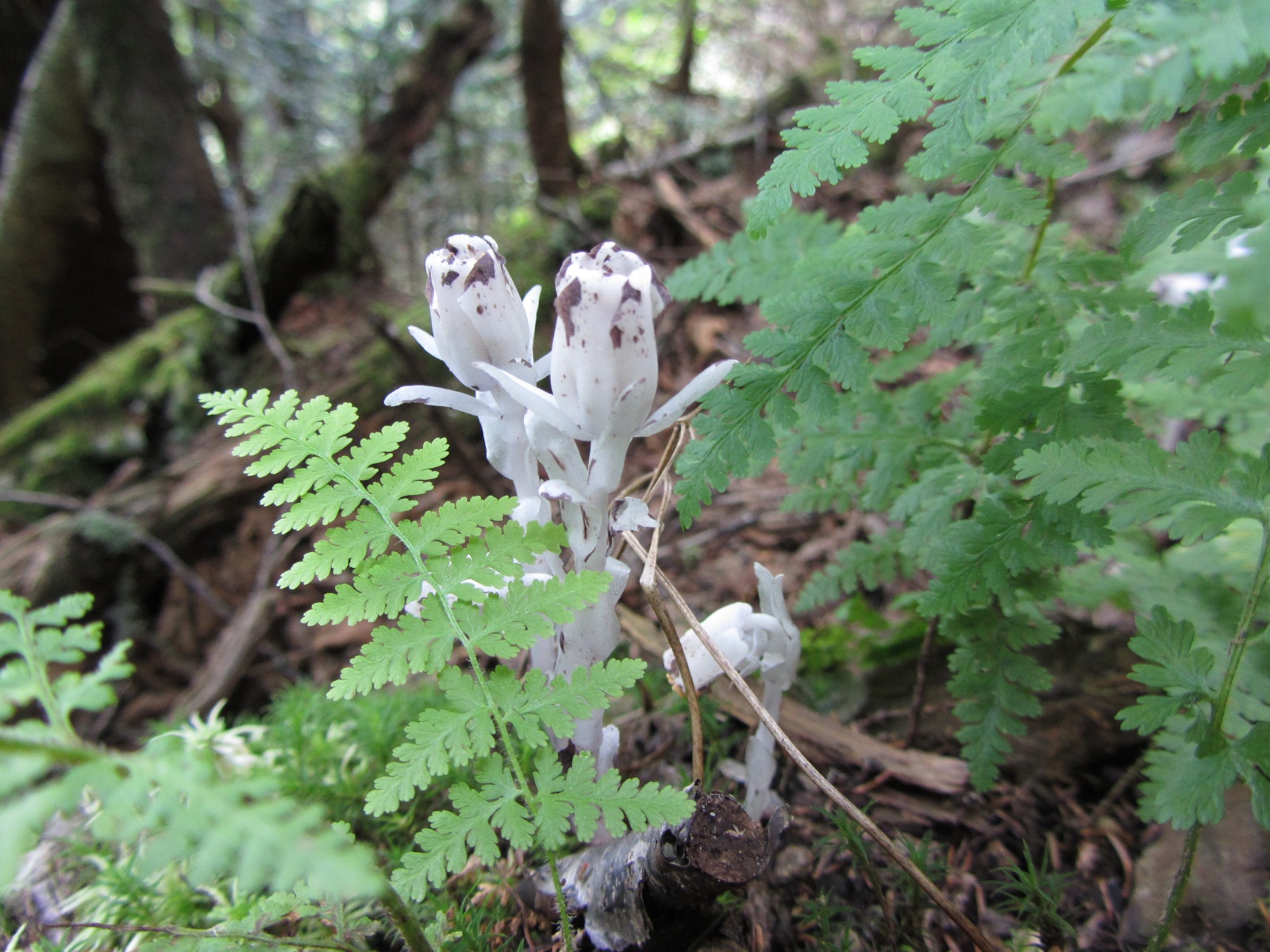 Indian Pipe - 2