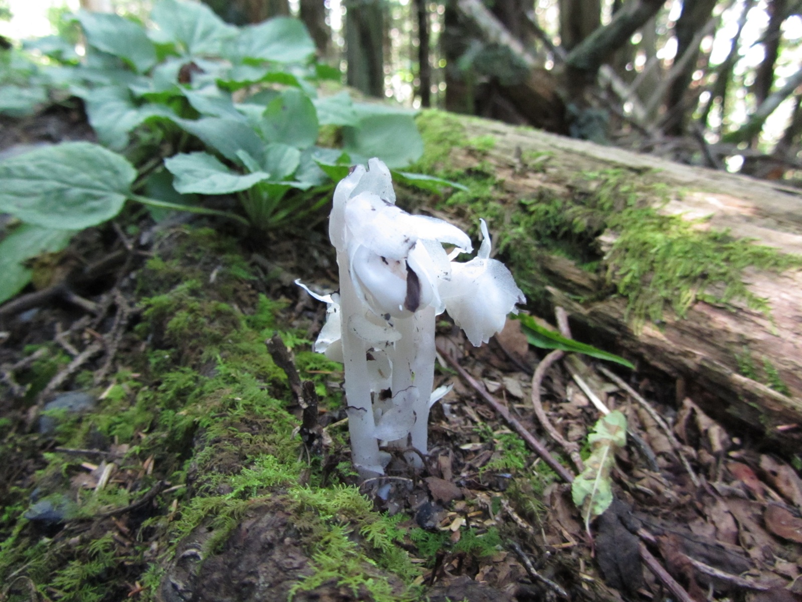 Indian Pipe - 3