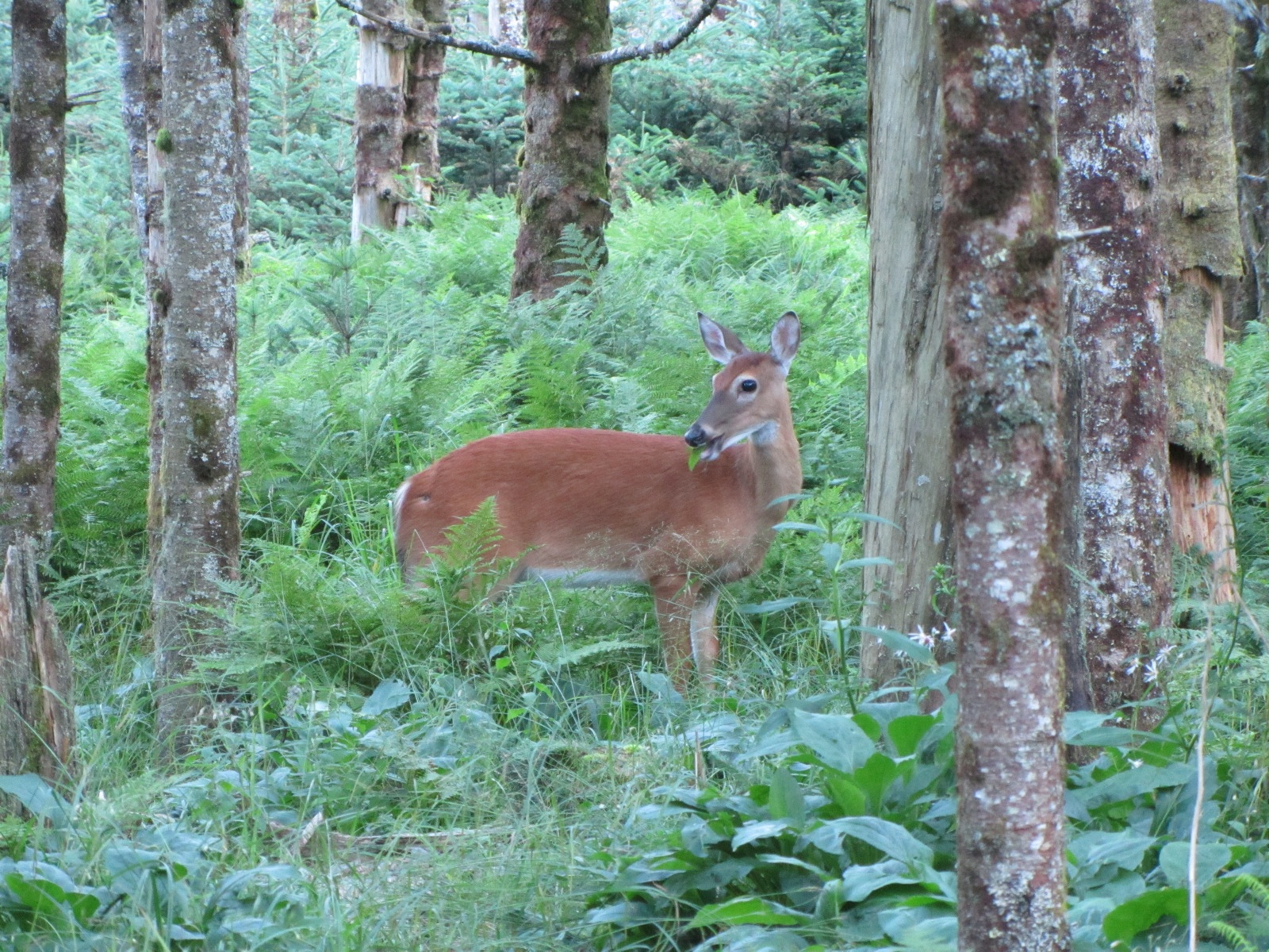 Morning Deer - 1