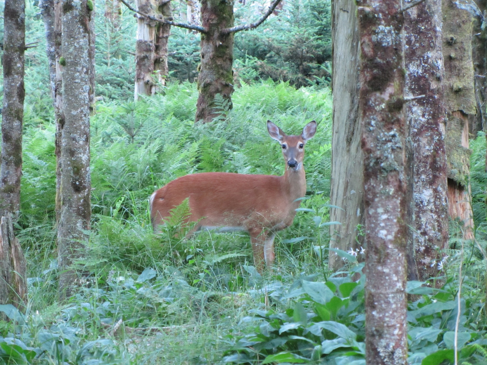 Morning Deer - 2