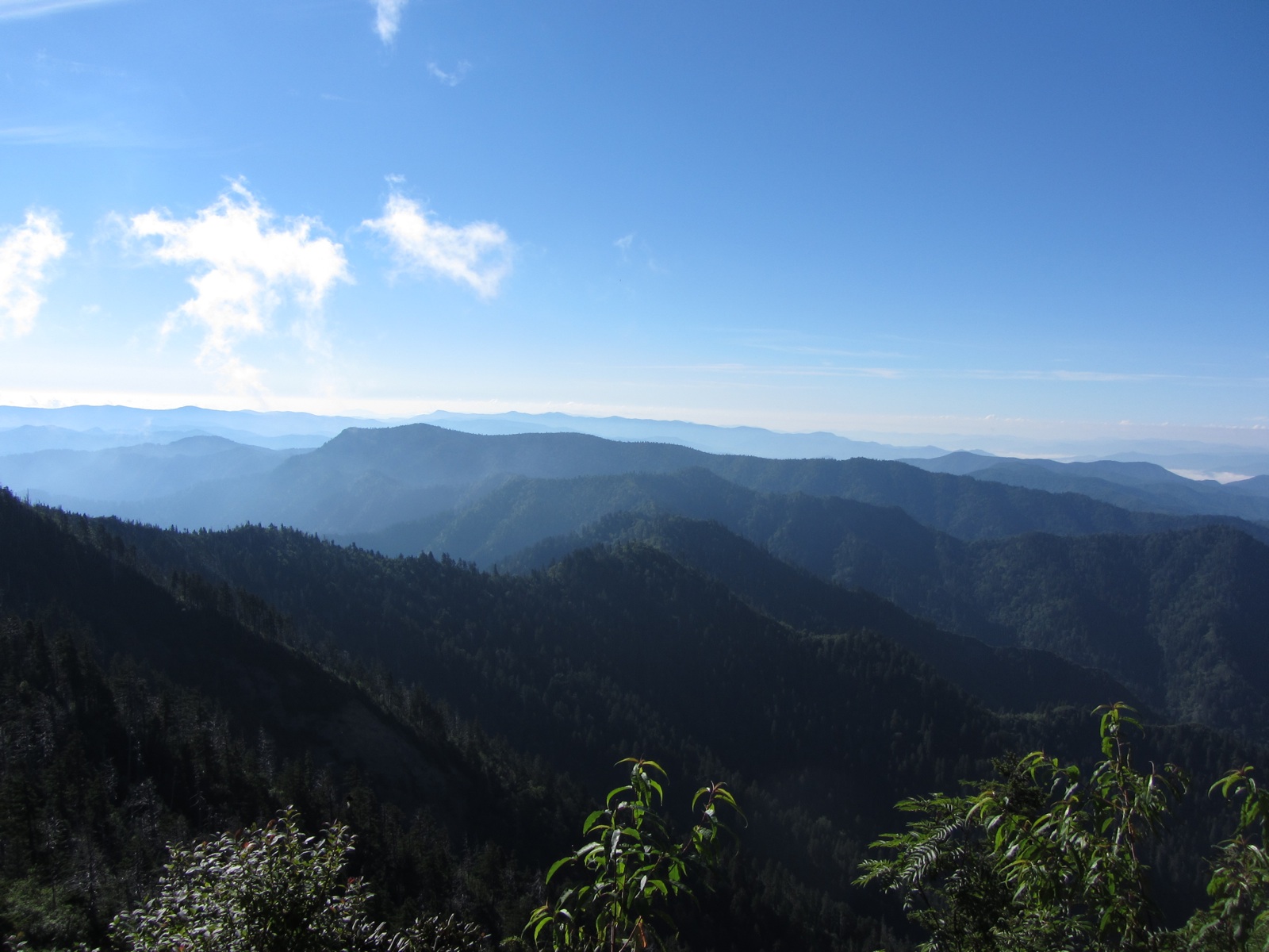 Myrtle Point Trail View