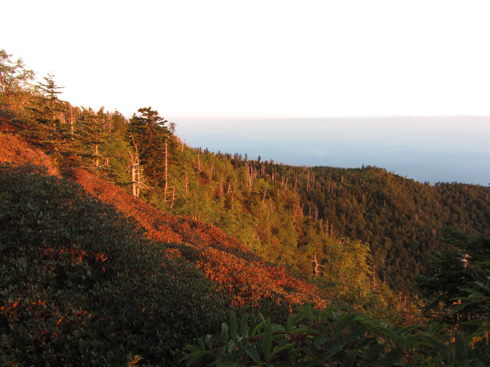 Myrtle Point View At Dawn - 1