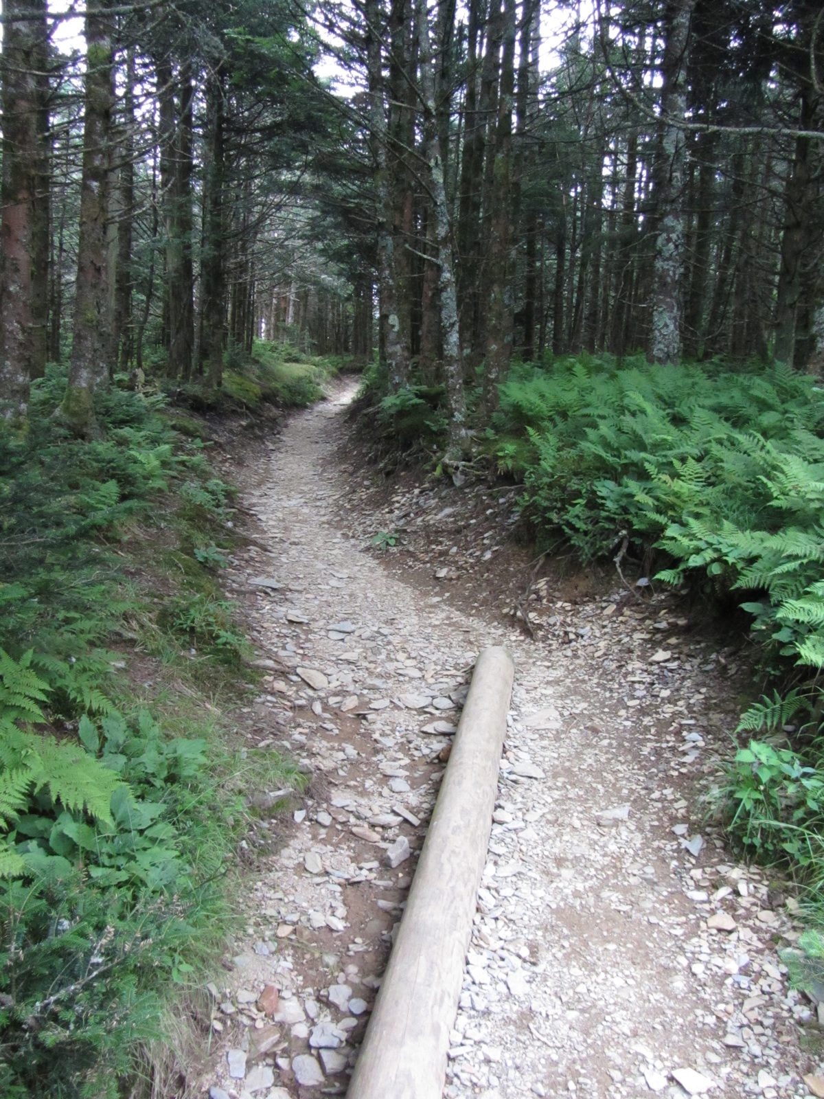 Path To Cliff Top - 1