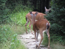 thumbnail of "Deer Duo"