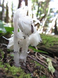 thumbnail of "Indian Pipe - 1"