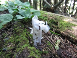 thumbnail of "Indian Pipe - 3"