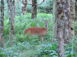 Thumbnail of Image- Morning Deer - 2