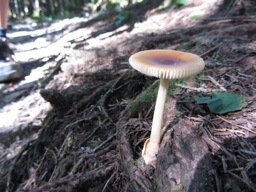 thumbnail of "Mushroom"