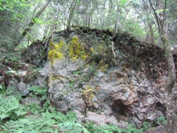 thumbnail of "Yellow Lichen"
