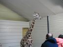 Thumbnail of Image- Giraffe