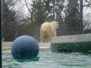 Thumbnail of Image- Polar Butt